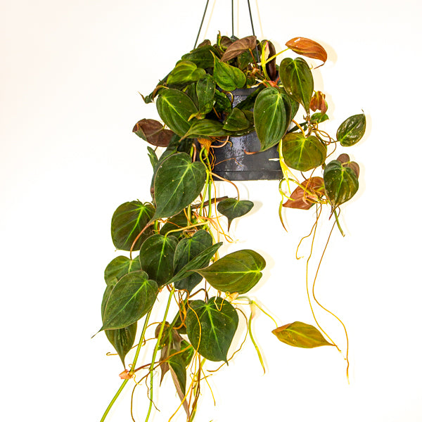 Philodendron scandens subsp. Micans 17cm H60cm