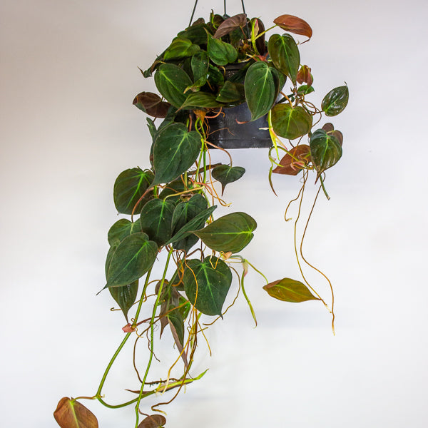 Philodendron scandens subsp. Micans 17cm H60cm