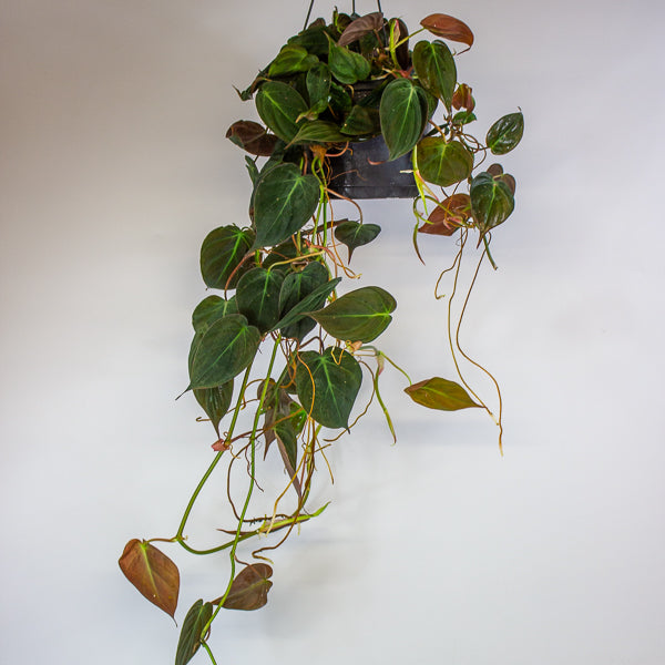 Philodendron scandens subsp. Micans 17cm H60cm