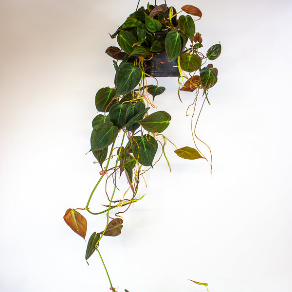 Philodendron scandens subsp. Micans 17cm H60cm