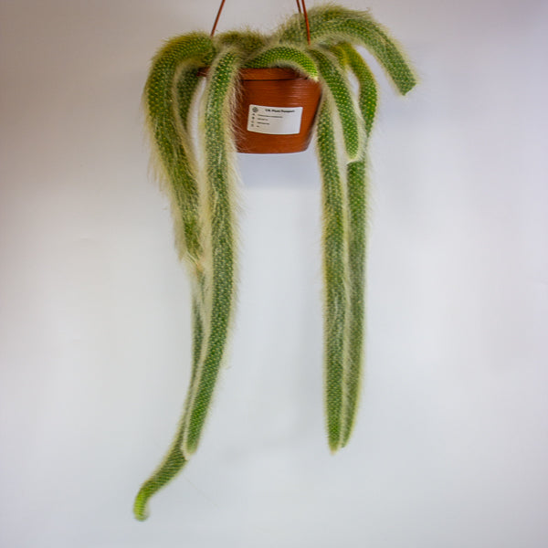 Hildewintera colademonis Monkey Tail 14cm H37cm