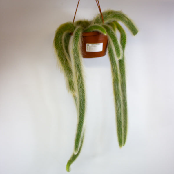 Hildewintera colademonis Monkey Tail 14cm H37cm