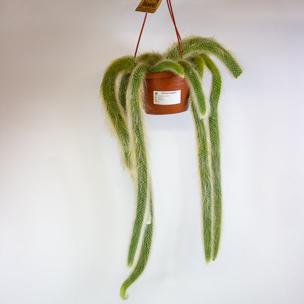 Hildewintera colademonis Monkey Tail 14cm H37cm
