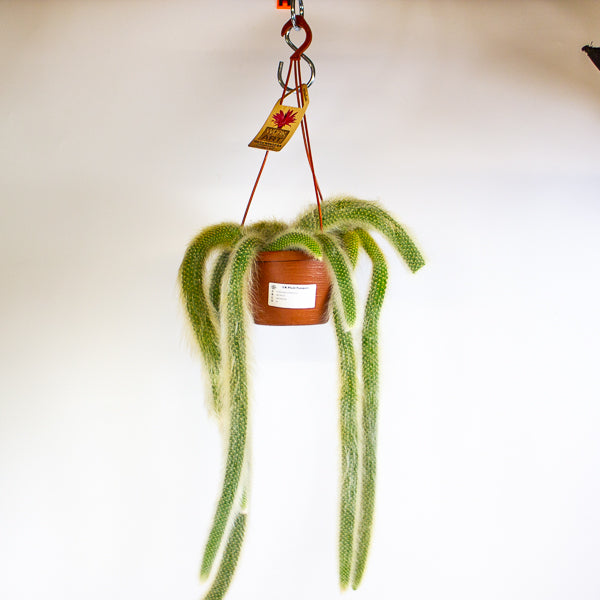 Hildewintera colademonis Monkey Tail 14cm H37cm