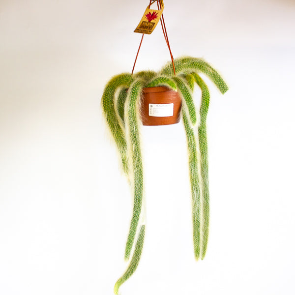 Hildewintera colademonis Monkey Tail 14cm H37cm