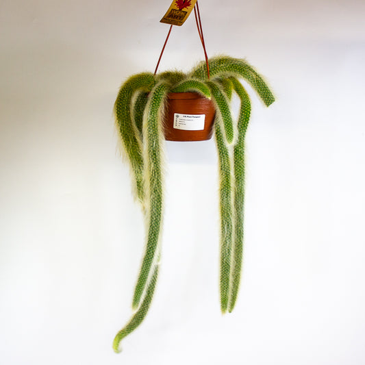 Hildewintera colademonis Monkey Tail 14cm H37cm
