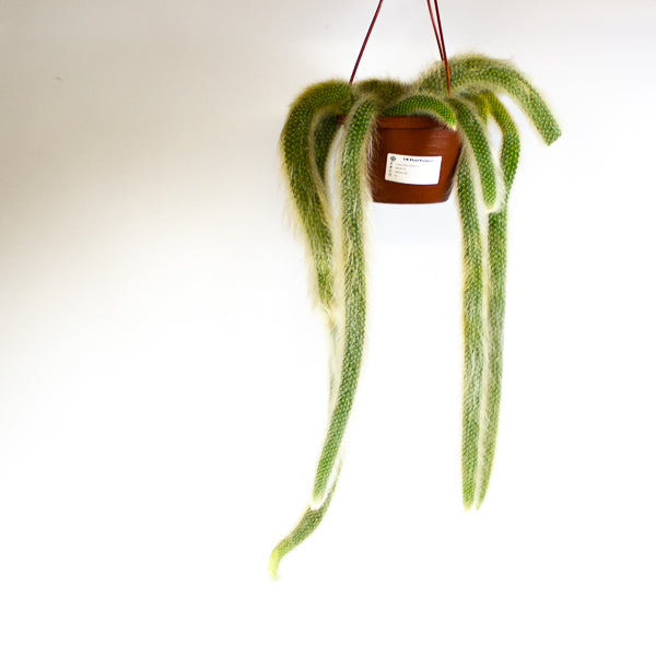 Hildewintera colademonis Monkey Tail 14cm H37cm
