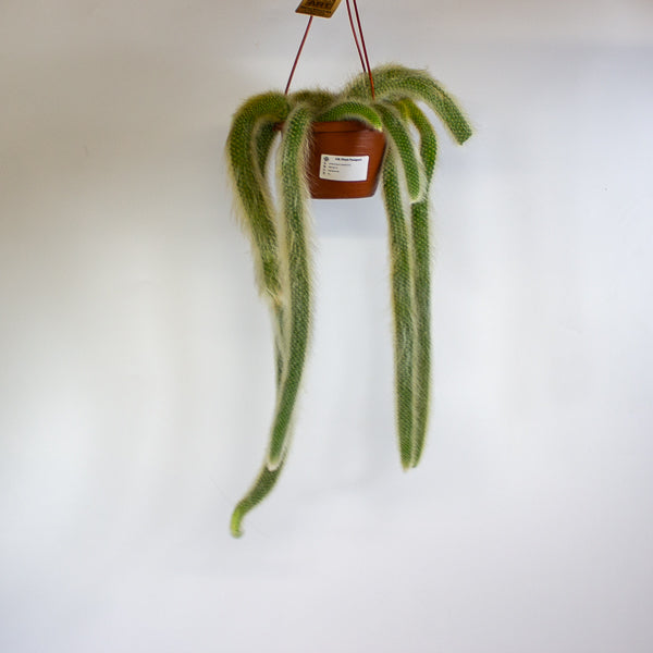 Hildewintera colademonis Monkey Tail 14cm H37cm