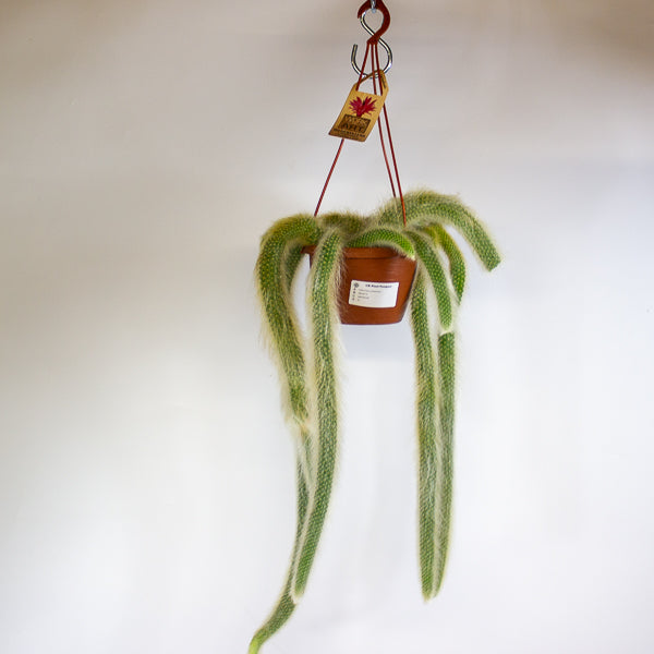 Hildewintera colademonis Monkey Tail 14cm H37cm