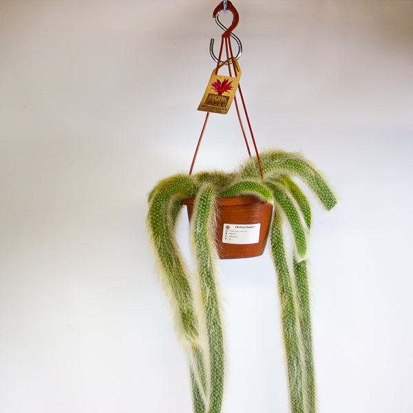 Hildewintera colademonis Monkey Tail 14cm H37cm