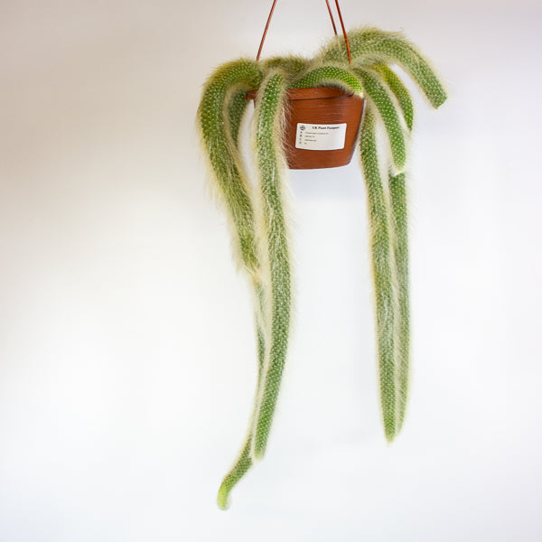 Hildewintera colademonis Monkey Tail 14cm H37cm