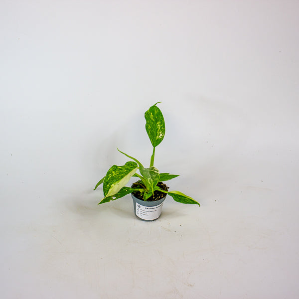 Philodendron Jose buono 6cm H12cm