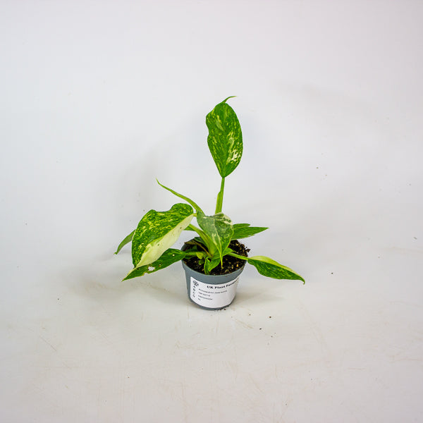 Philodendron Jose buono 6cm H12cm