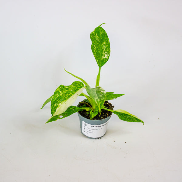 Philodendron Jose buono 6cm H12cm