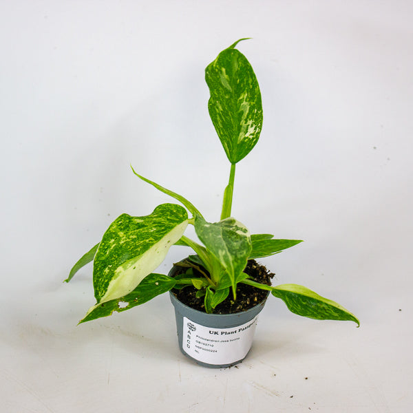Philodendron Jose buono 6cm H12cm