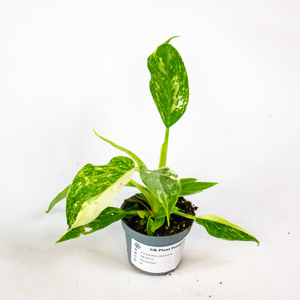 Philodendron Jose buono 6cm H12cm