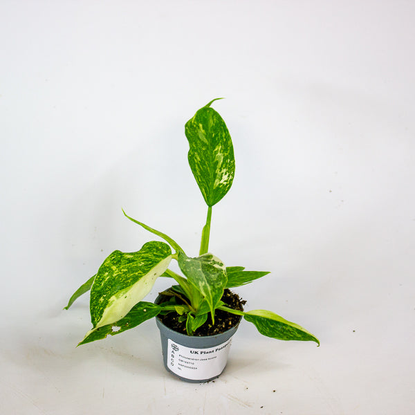 Philodendron Jose buono 6cm H12cm