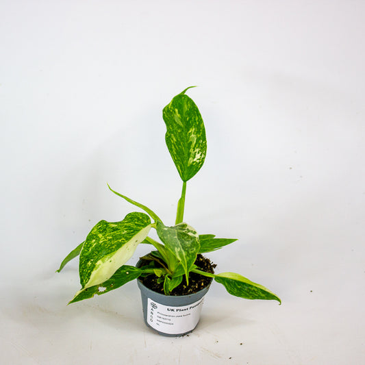 Philodendron Jose buono 6cm H12cm