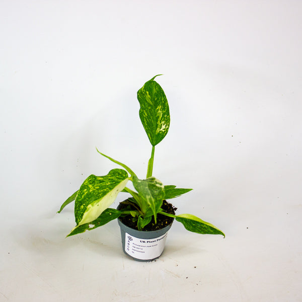 Philodendron Jose buono 6cm H12cm