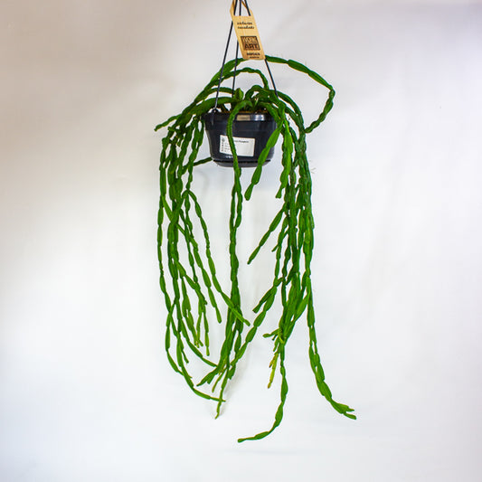 Rhipsalis paradoxa 14cm H50cm