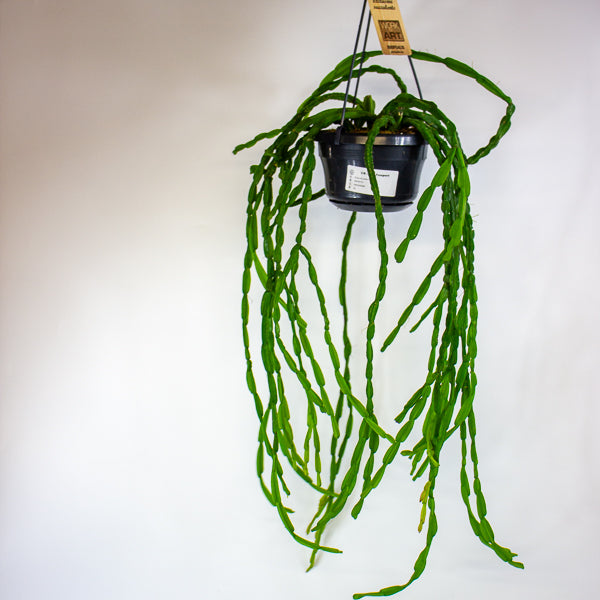 Rhipsalis paradoxa 14cm H50cm