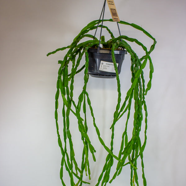 Rhipsalis paradoxa 14cm H50cm