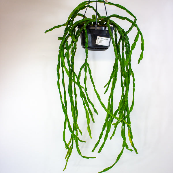 Rhipsalis paradoxa 14cm H50cm