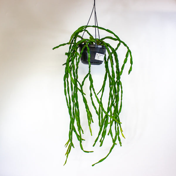 Rhipsalis paradoxa 14cm H50cm