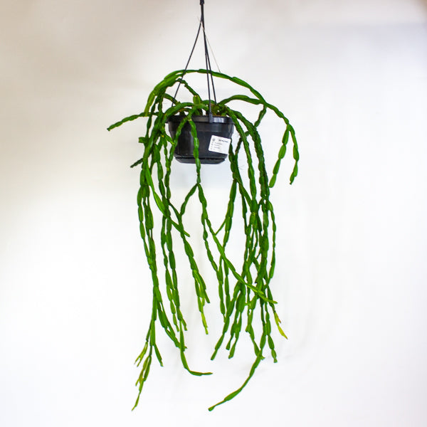 Rhipsalis paradoxa 14cm H50cm