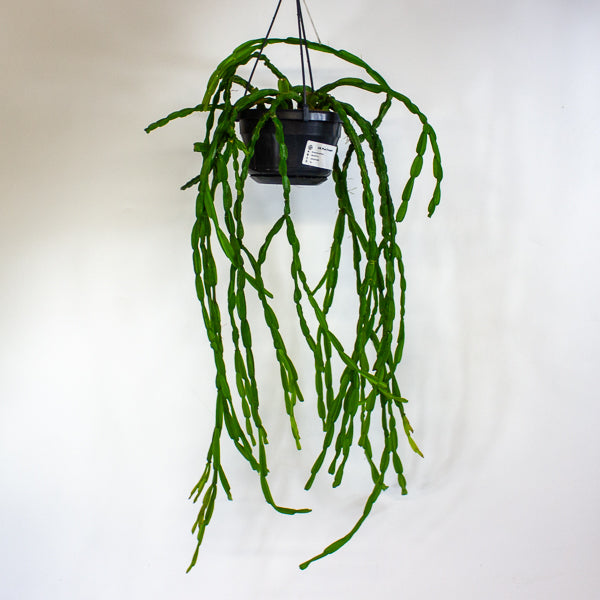 Rhipsalis paradoxa 14cm H50cm