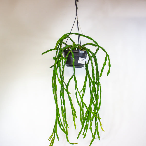 Rhipsalis paradoxa 14cm H50cm