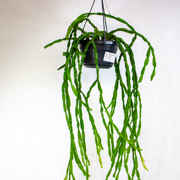 Rhipsalis paradoxa 14cm H50cm