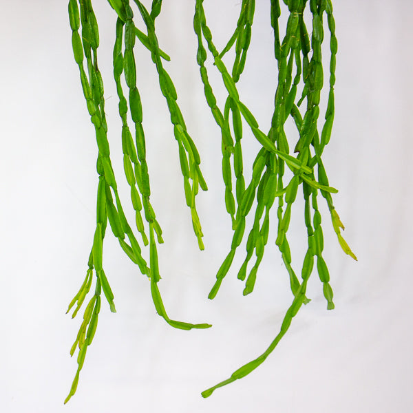 Rhipsalis paradoxa 14cm H50cm