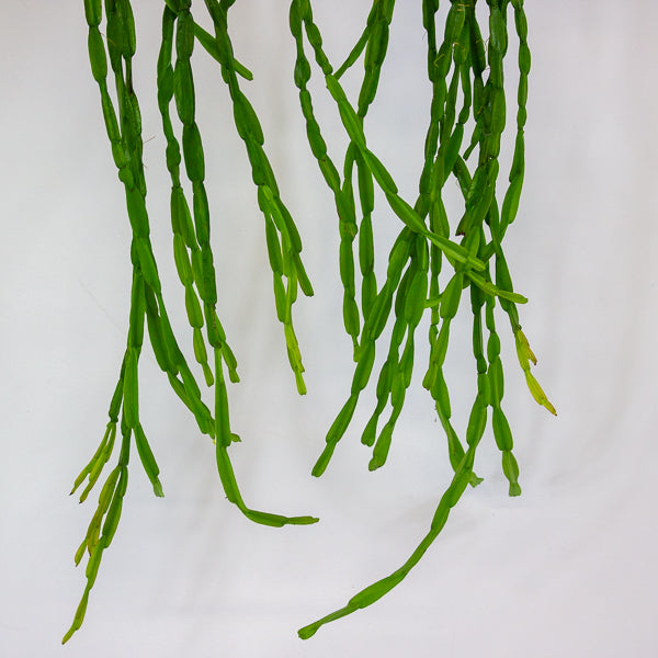 Rhipsalis paradoxa 14cm H50cm