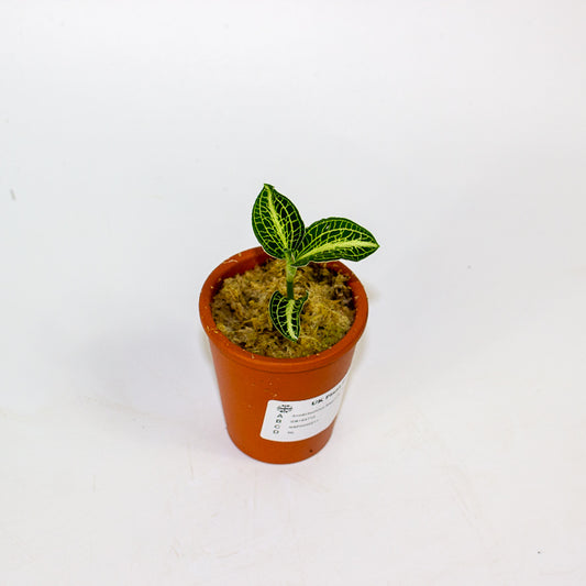 Anoectochilus Sapphire - Terracotta 7cm H15cm