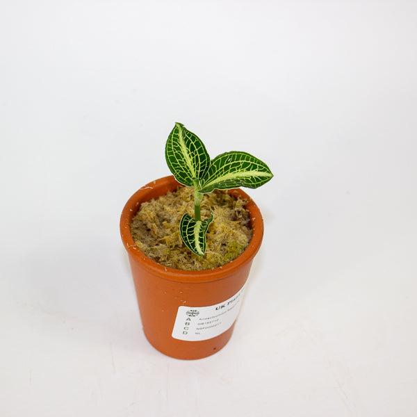 Anoectochilus Sapphire - Terracotta 7cm H15cm