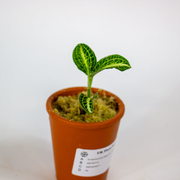 Anoectochilus Sapphire - Terracotta 7cm H15cm