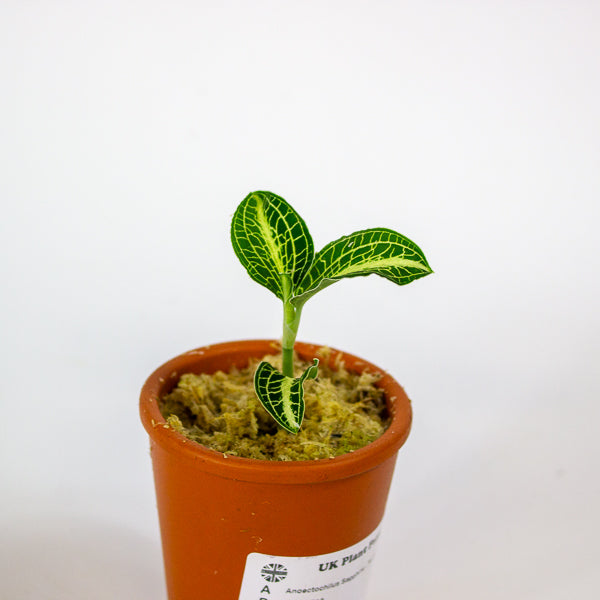 Anoectochilus Sapphire - Terracotta 7cm H15cm