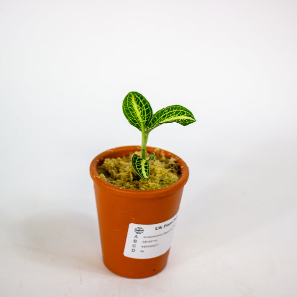 Anoectochilus Sapphire - Terracotta 7cm H15cm