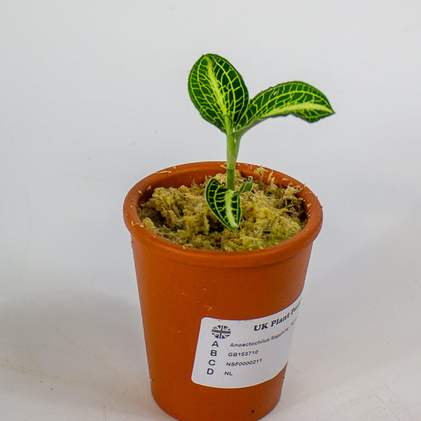 Anoectochilus Sapphire - Terracotta 7cm H15cm