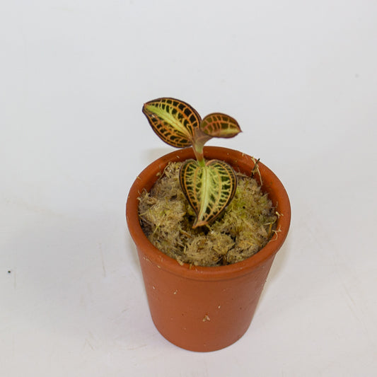 Anoectochilus Sunstone - Terracotta 7cm H15cm