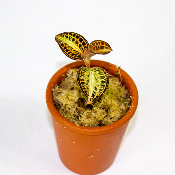 Anoectochilus Sunstone - Terracotta 7cm H15cm
