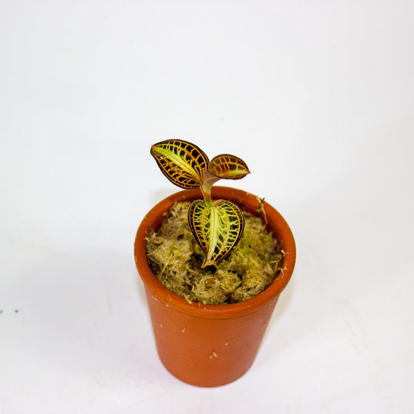Anoectochilus Sunstone - Terracotta 7cm H15cm