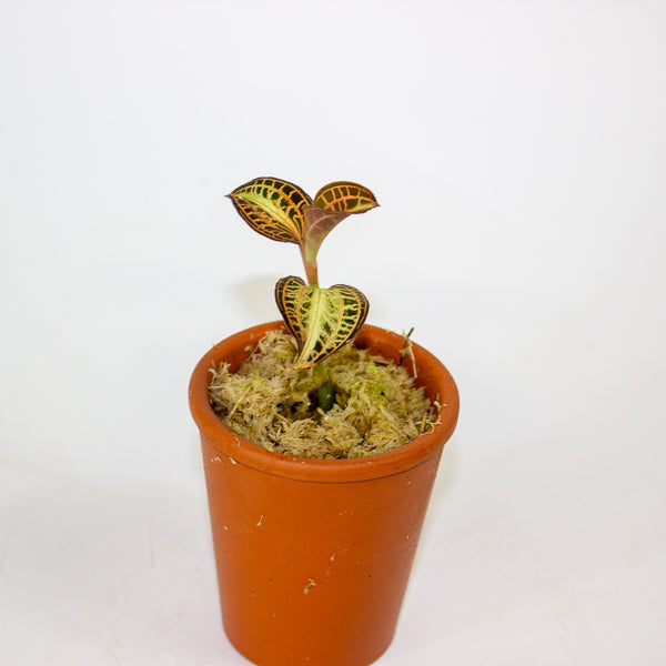 Anoectochilus Sunstone - Terracotta 7cm H15cm