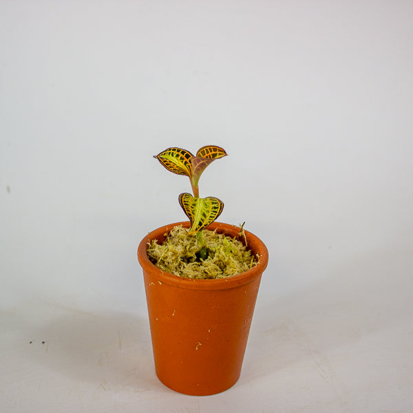 Anoectochilus Sunstone - Terracotta 7cm H15cm