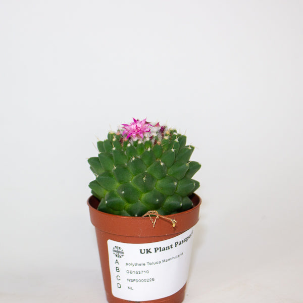 Mammillaria polythele Toluca 5.5cm H15cm