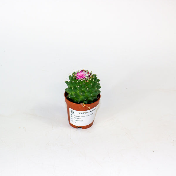 Mammillaria polythele Toluca 5.5cm H15cm