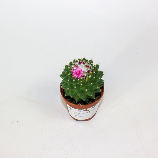 Mammillaria polythele Toluca 5.5cm H15cm
