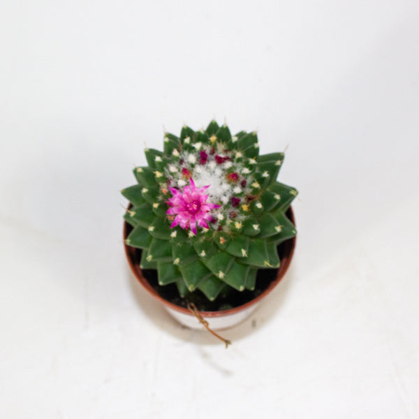 Mammillaria polythele Toluca 5.5cm H15cm