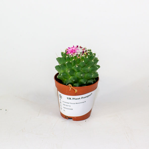 Mammillaria polythele Toluca 5.5cm H15cm